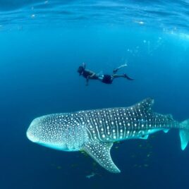 Mafia_Island_Whale_Shark_04