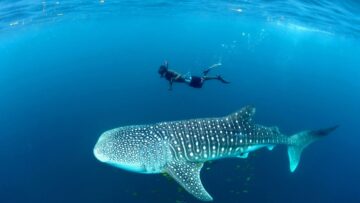 Mafia_Island_Whale_Shark_04