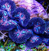 giantclam