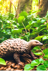 Pangolin 1