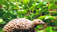 Pangolin 1