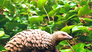 Pangolin 1