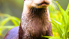 otter 3