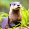 Spotted-necked otters playing in the Okavango.