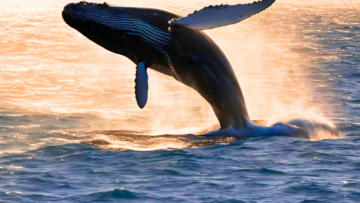 Whale Jumping