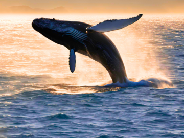 Whale Jumping