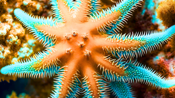 Crown of thorns starfish