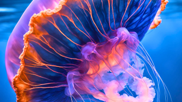 Jellyfish