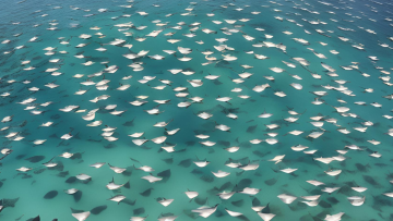 Stingray migration 1