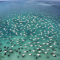 Unbelievable Stingray Migration! Thousands and Thousands! Gulf of Mexico!