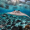 Eagle Ray and Stingrays (Myliobatiformes)