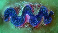 Giant Clam